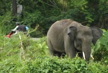 Gajah Penuh Luka Berkeliaran di Komplek Perumahan Chevron